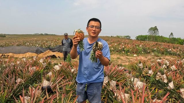 连续3场凤梨销售火爆,渔夫却要控量卖少点,真没有套路