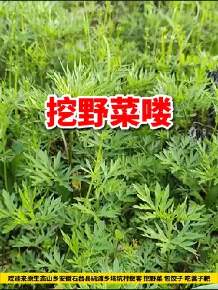 掉野菜窝了!正宗富硒野菜你吃过吗?等你来挖! #野菜 #野菜美食 #农村