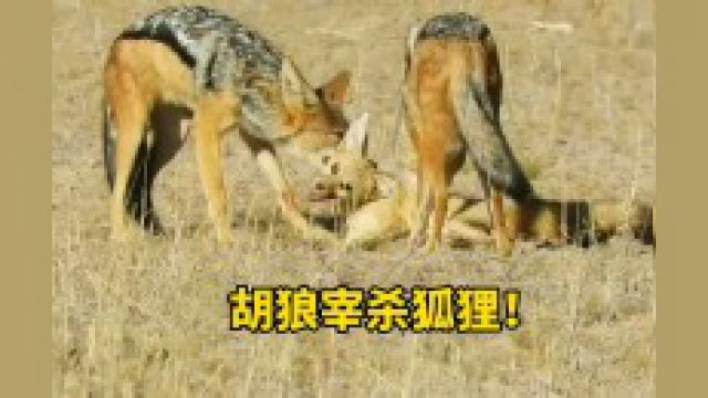 狡猾的狐狸想要装死来躲避胡狼的捕杀,可它没想到胡狼更加狡猾