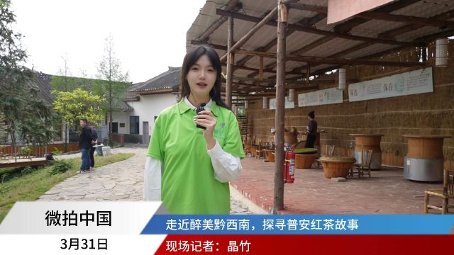 寻找贵州大山里的茶香,普安红 这一站我们来到贵州省黔西南州普安县,去探索普安县独特的红茶香.