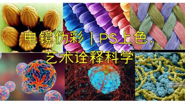 电镜伪彩|PS上色一网打尽,艺术诠释科学