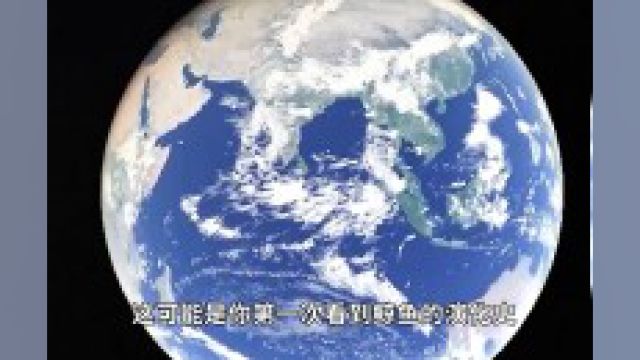 从陆生小狗逆袭到海洋巨兽,一口气看完鲸鱼演化过程