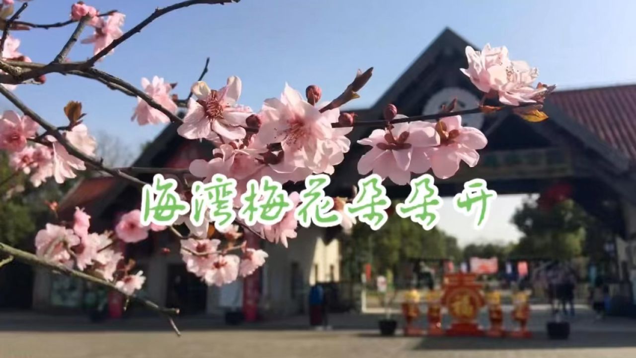 隐人日记:海湾梅花朵朵开(上海奉贤海湾国家森林公园)"红梅朵儿开