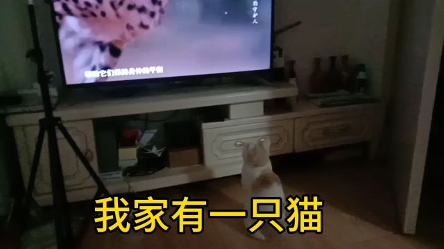 这是我家那只爱看电视的猫