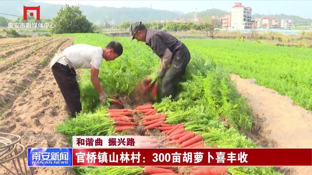 官桥镇山林村:300亩胡萝卜喜丰收