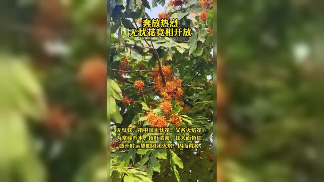 远望如团团火焰,南宁的无忧花盛开正当时,快去赏花