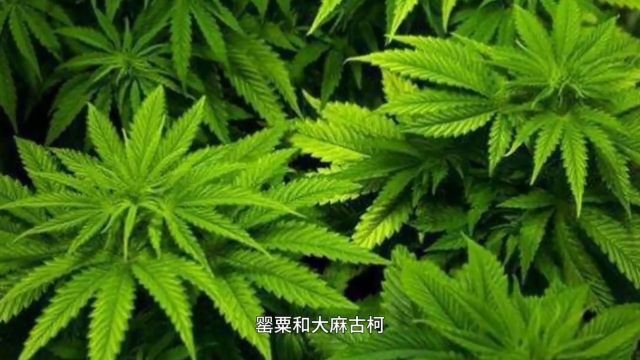 远离罂粟,一株也不能种!