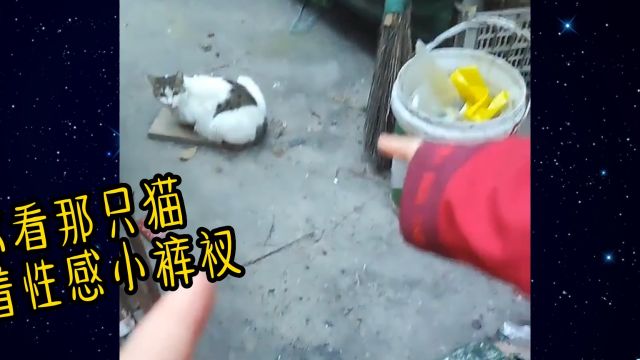 【每日一囧】第一次见人“网暴”小猫咪穿搭的