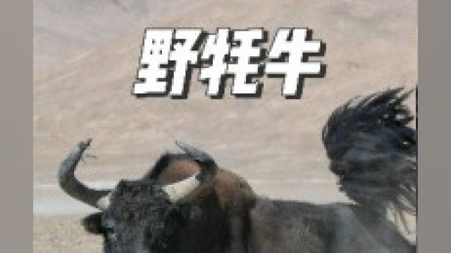 青藏高原一霸,野牦牛!遇到能走多远走多远