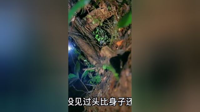 狼叔探险记之寻找钝头蛇第1集,无毒 还能当宠物养你见过这样的蛇吗?