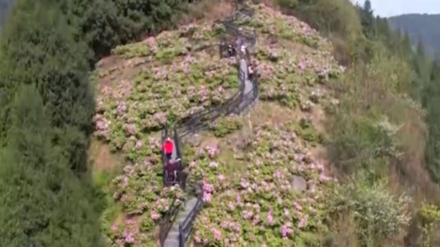 重庆垫江:山水牡丹漫山遍野,迎春绽放