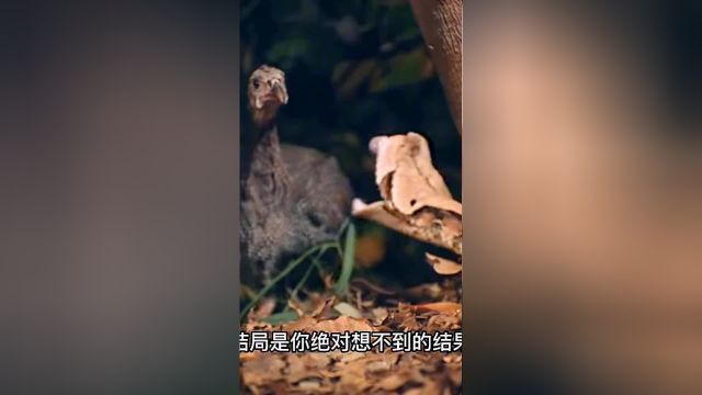 珍珠鸡VS加蓬蝰蛇最后的结局鸡能逃跑吗?蛇也吃鸡