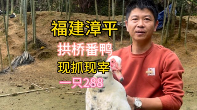 福建漳平,大山里养殖了两百多天的大番鸭,用山泉水加石菇炖汤,简直太美味了