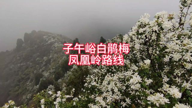 子午峪凤凰岭白鹃梅登山路线