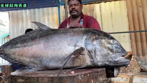 印度杀鱼王刀哥,宰杀40斤大型gt牛港鱼,手起刀落全部剁鱼块