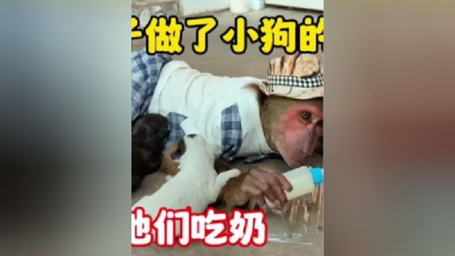 小奶狗饿的嗷嗷叫,小猴子为他们长途跋涉买奶粉,真是称职的好养母成长记