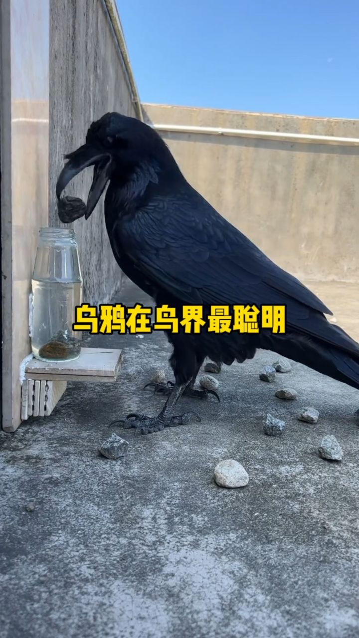 乌鸦是世界上最聪明的鸟