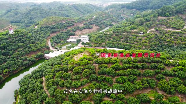 广东茂名:产业集聚降本增效 生猪产能领跑全省