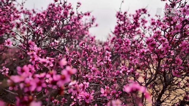 内蒙古:蒙古扁桃花竞相绽放 显大漠生机