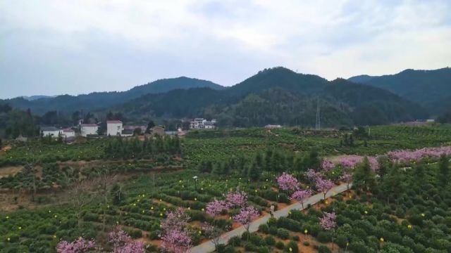 祁门红茶集团平里生态示范茶园位于祁门县平里镇,是一处集茶叶种植、加工及生态旅游、农耕体验和研学为一体的生态农业科技示范茶园.