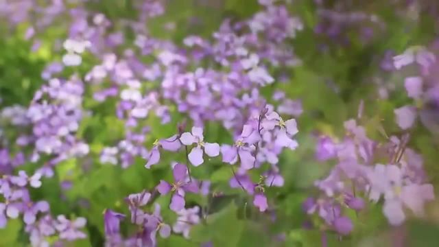 临沂市罗庄区:最美“二月兰”花海在南涑河悄然绽放