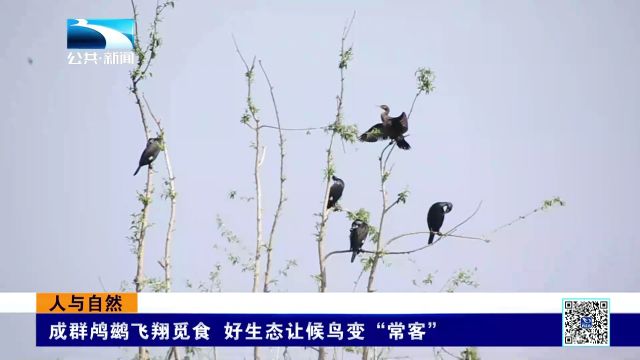 人与自然丨成群鸬鹚飞翔觅食 好生态让候鸟变“常客”