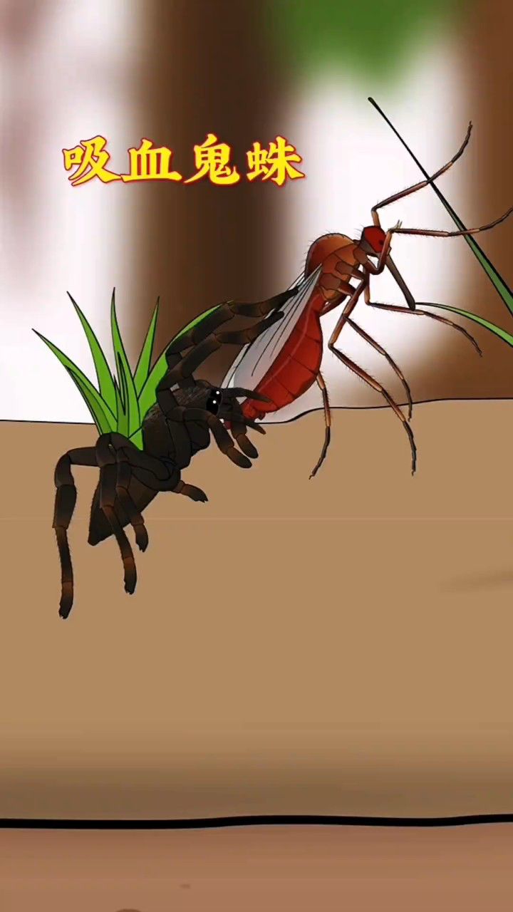 吸血鬼蜘蛛会经常捕捉吸饱人类血液的蚊子!