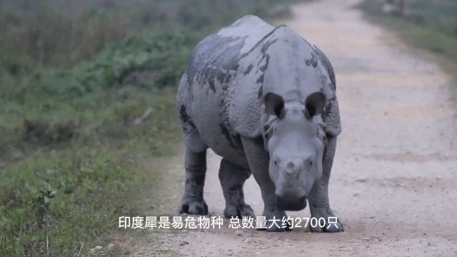 印度犀大型的食草动物