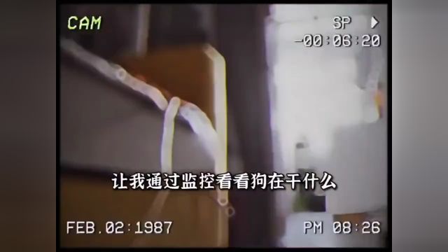 狗:转来转去的,你在找我?