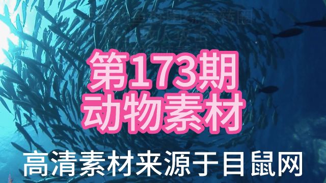 173海洋里的鱼群围绕着转圈,防止敌人攻击,动物视频素材