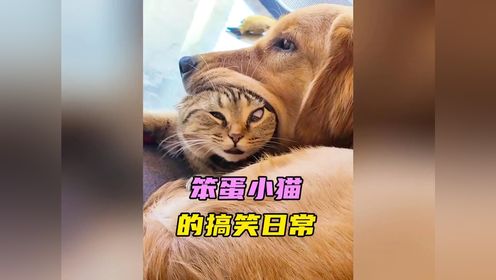 笨蛋小猫的搞笑日常