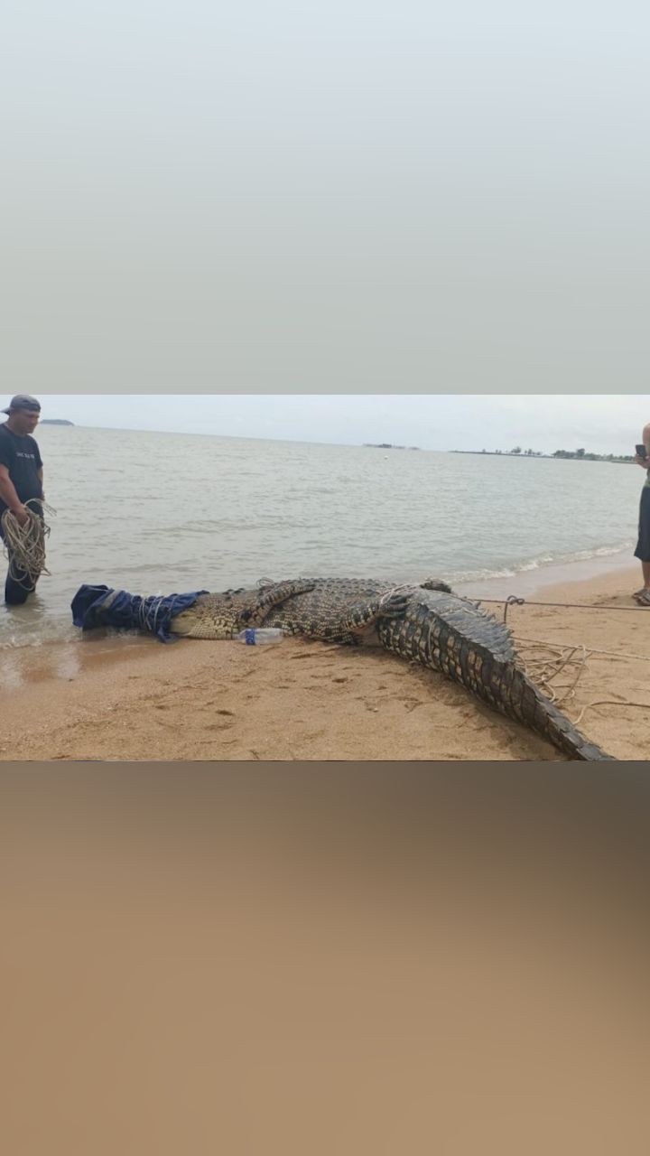 1000斤重!马来西亚渔民捕获巨型鳄鱼