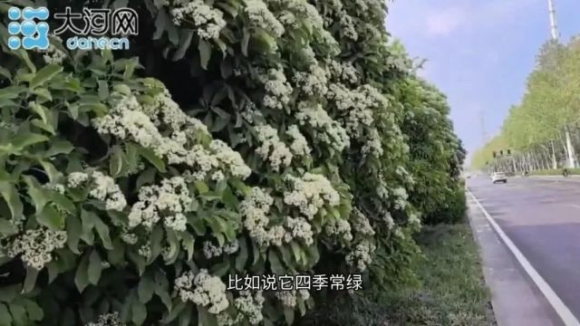 石楠花这么\