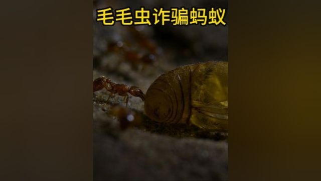 毛毛虫诈骗了蚂蚁两年