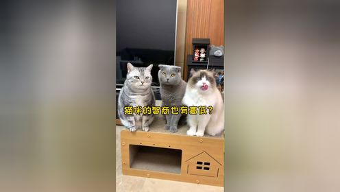 我家好像有只傻猫_高清1080P在线观看平台_腾讯视频