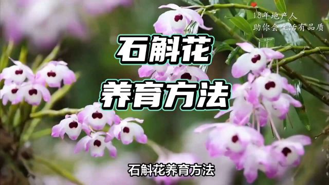 家养石斛花,从新手到高手的完美指南