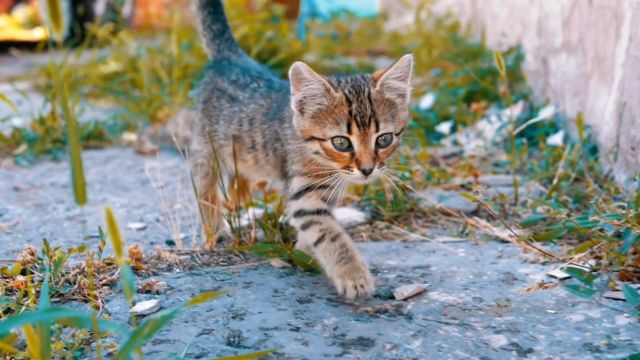 流浪猫的一生,你都知道吗