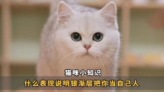 什么表现,说明银渐层把你当自己人