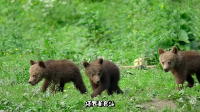 蛙蛙:谁能比我卷,连同类都吃解压青蛙牛蛙