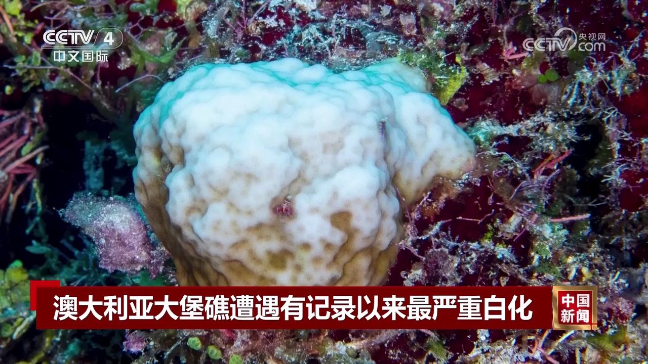 大堡礁白化图片