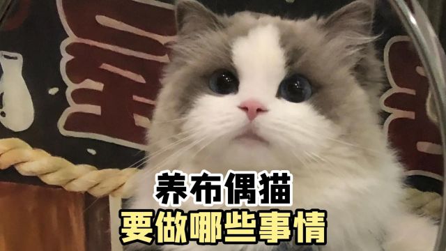 养布偶猫,要做哪些事情