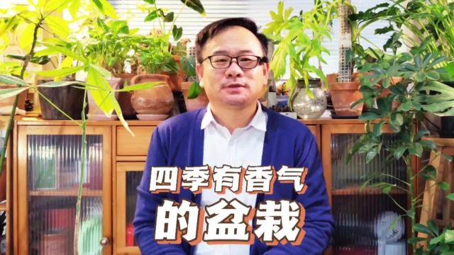 一年四季散发香气的盆栽有哪些?推荐这5种