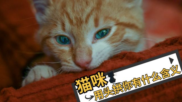 猫咪用头拱你,有什么含义?