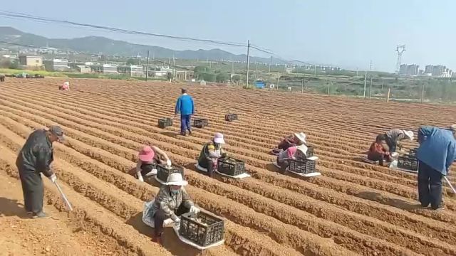 济南市长清区马山镇:春日好时光 农户种姜忙