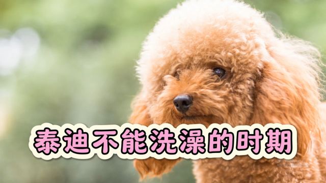 泰迪犬这几种时期,再脏也不能洗澡!