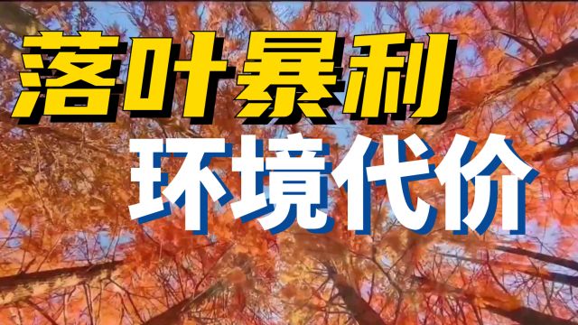 从森林到市场:落叶出口的暴利与生态代价