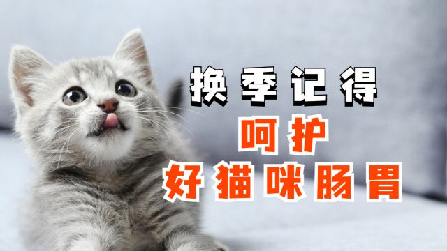 猫咪拉肚子了!怎么办?