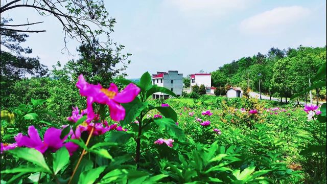 鄂州海拔最高的小山村 太和镇邱山村