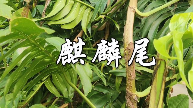 中草药——麒麟尾