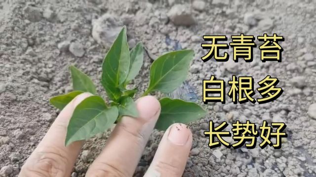 辣椒种植辣椒苗根系发达、无青苔、结节短,移栽大田后无需缓苗,新疆辣椒用夫沃施沃叶水溶肥系列产品.